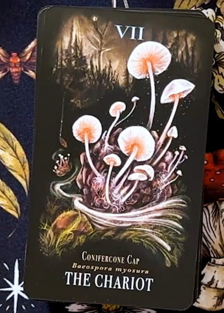 Midnight Magic: A Tarot Deck of Mushrooms